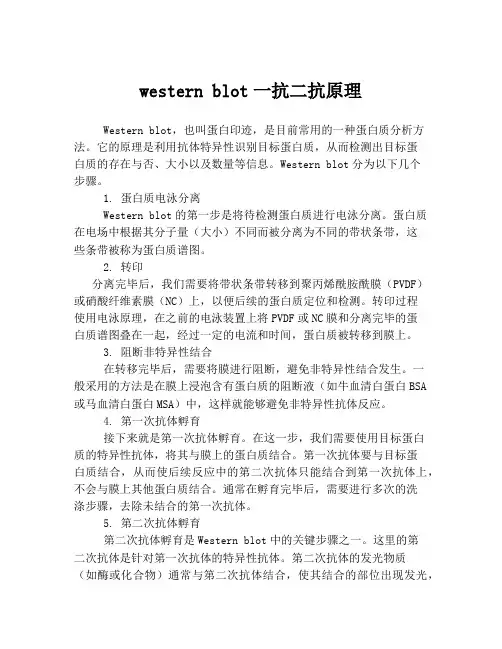 western blot一抗二抗原理