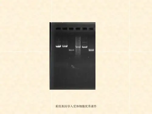 重组基因导入受体细胞优秀课件