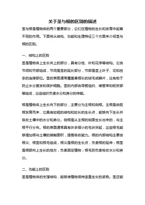 关于茎与根的区别的描述