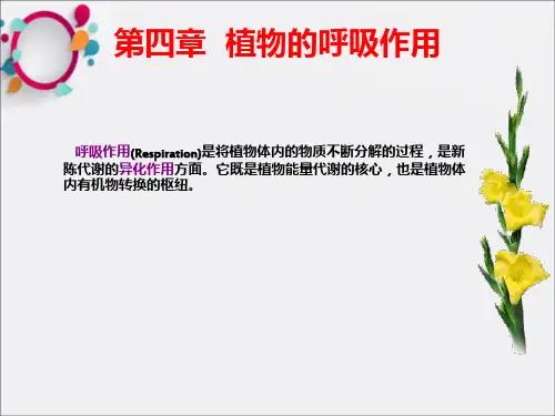 植物生理学第4-1章章呼吸作用