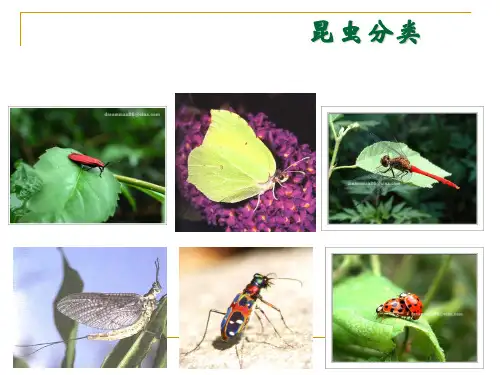 昆虫分类简介