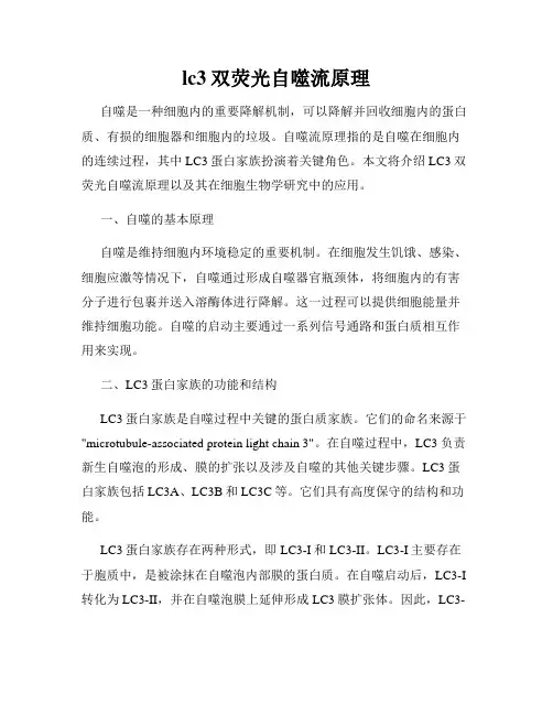 lc3双荧光自噬流原理
