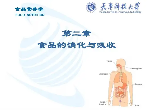 食品营养学第二章消化.