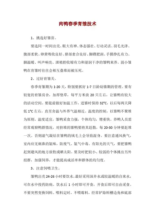 肉鸭春季育雏技术