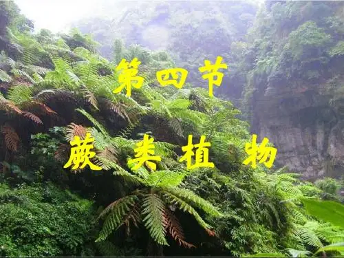 植物生物学蕨类植物