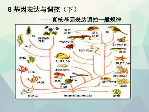 基因表达与调控(下)真核基因表达调控一般规律