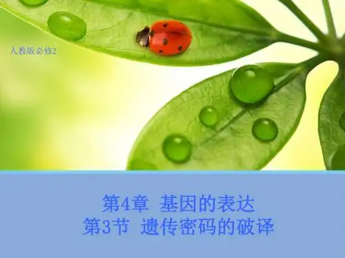 人教版必修二 遗传密码的破译 课件 (26张)