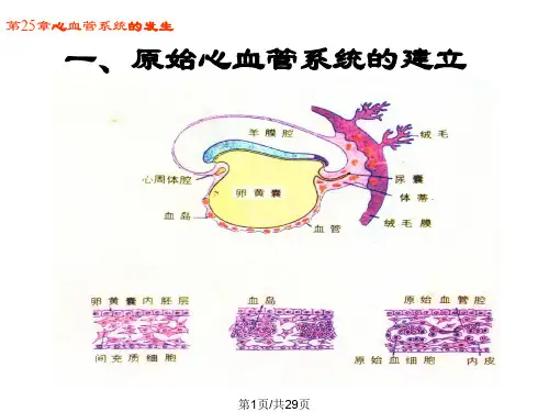 心血管系统发生