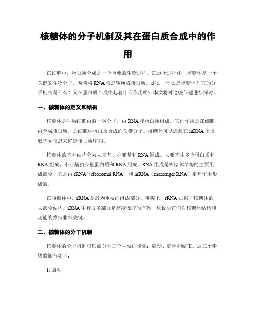 核糖体的分子机制及其在蛋白质合成中的作用