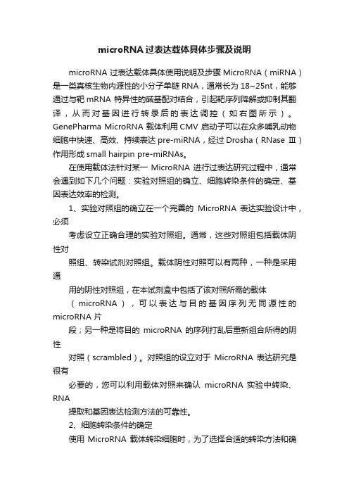 microRNA过表达载体具体步骤及说明