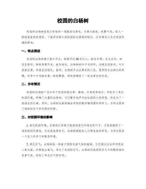 校园的白杨树