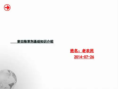 麦田杂草基础知识介绍
