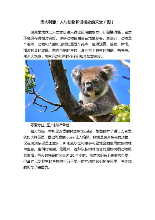 澳大利亚：人与动物和谐相处的天堂（图）
