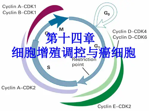 第14章+细胞增殖调控与癌细胞