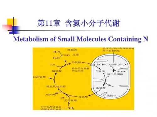 考研科目,动物生物化学  第11章 含氮小分子