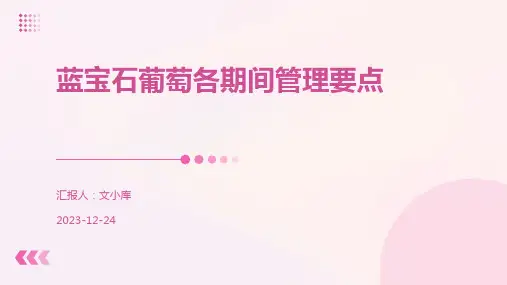 蓝宝石葡萄各期间管理要点