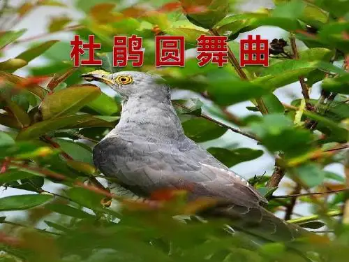 《杜鹃圆舞曲》PPT实用课件