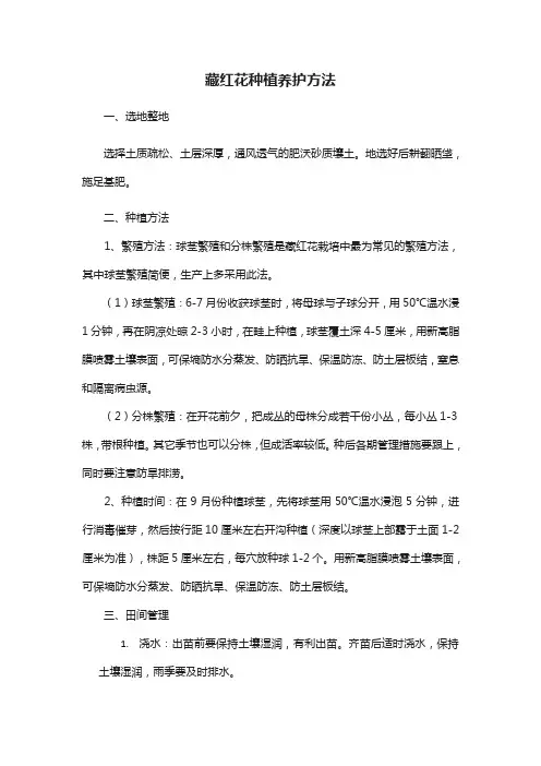 藏红花的养护方法