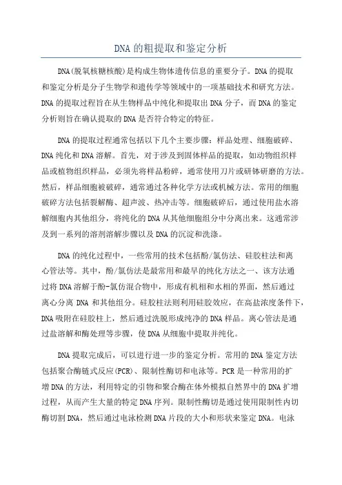 DNA的粗提取和鉴定分析
