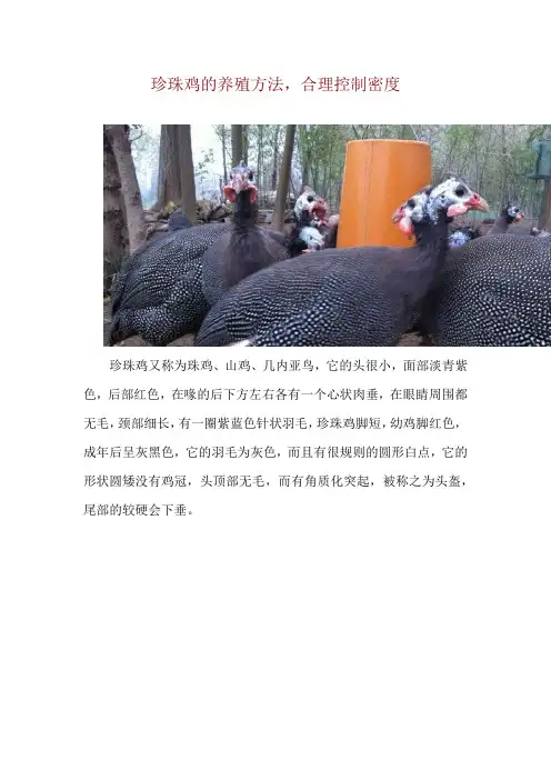 珍珠鸡的养殖方法,合理控制密度