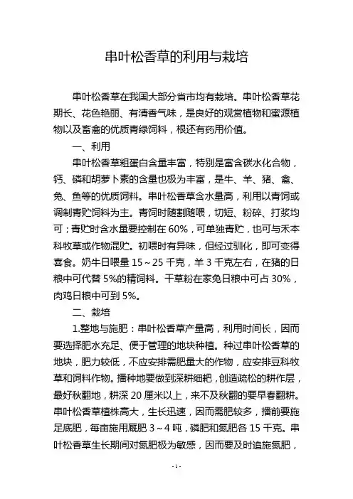 串叶松香草的利用与栽培
