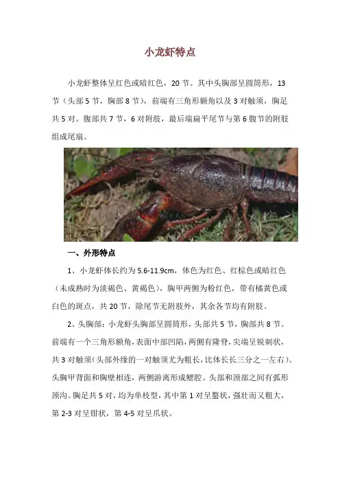 小龙虾特点