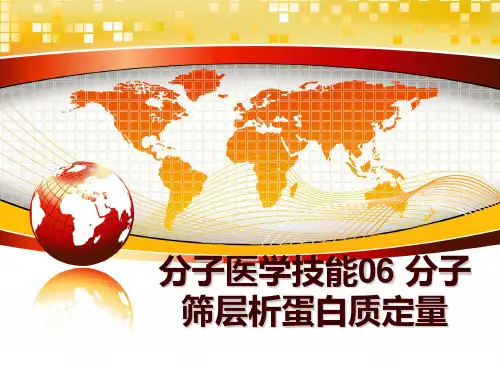 最新分子医学技能06 分子筛层析蛋白质定量ppt课件