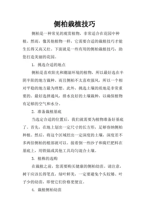 侧柏栽植技巧