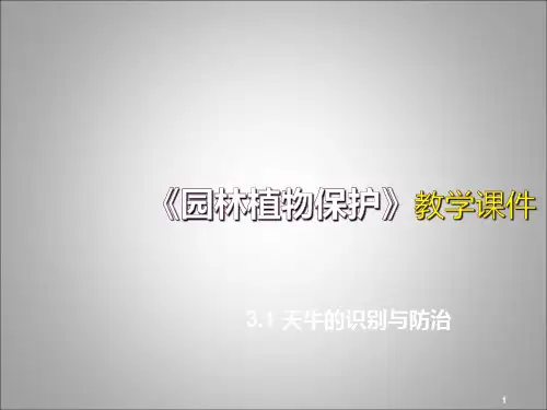 天牛的识别与防治ppt课件