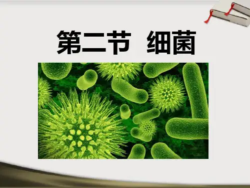《细菌》细菌和真菌2-人教版八年级生物上册PPT课件