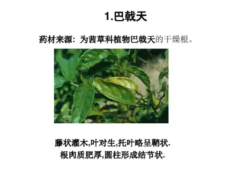 5第四章道地药材资源