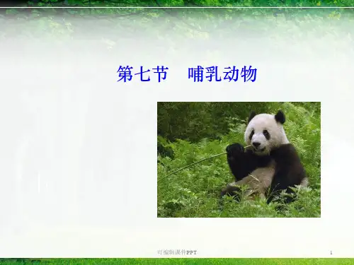 初中生物第七节-哺乳动物-精ppt课件