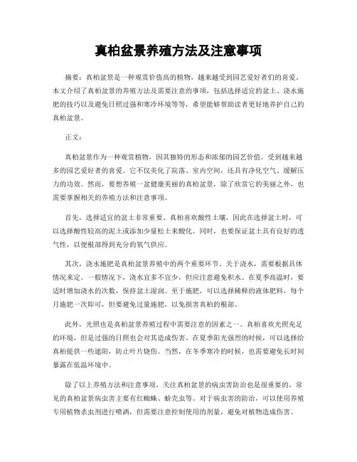 真柏盆景养殖方法及注意事项