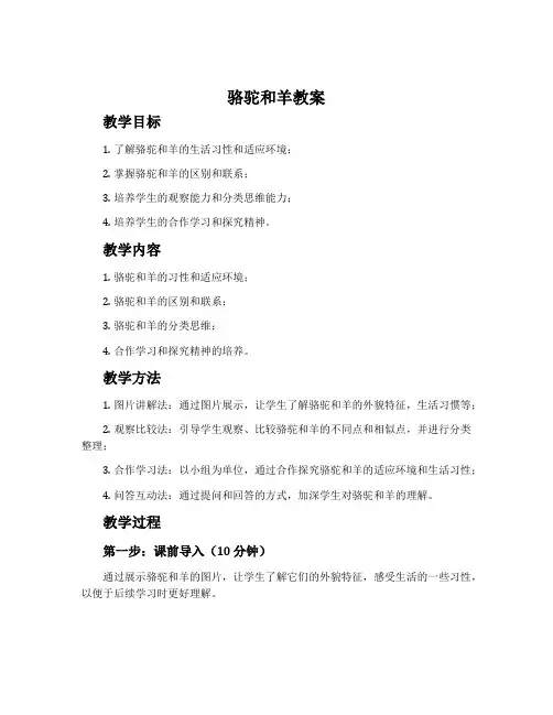 《骆驼和羊》教案