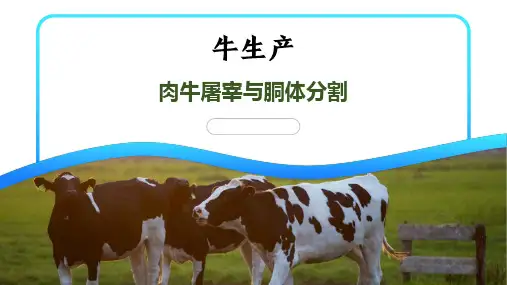 肉牛屠宰与胴体分割课件(共31张PPT)《牛生产》同步教学(中国农业出版社)