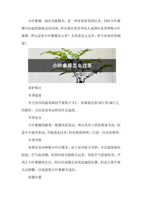 小叶紫檀怎么过冬
