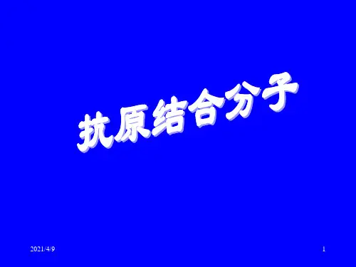 MHC分子
