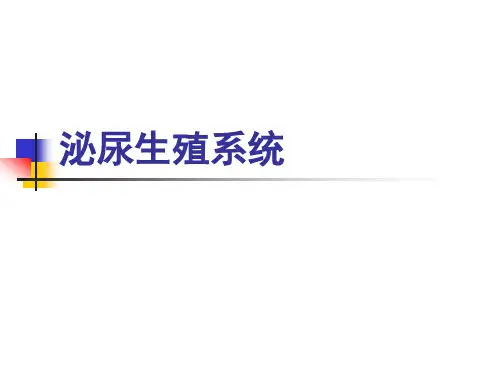 医学影像学：泌尿生殖系统课件
