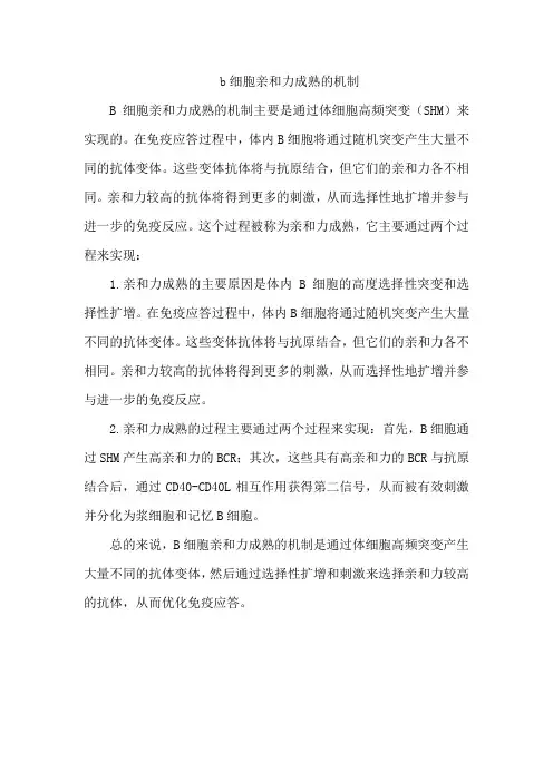 b细胞亲和力成熟的机制