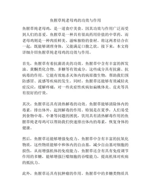 鱼腥草炖老母鸡的功效与作用