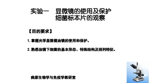 微生物实验 显微镜的使用和保护及细菌标本片观察