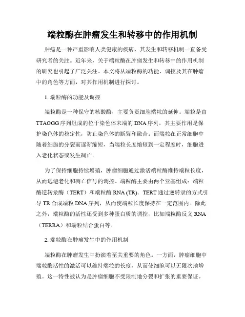 端粒酶在肿瘤发生和转移中的作用机制