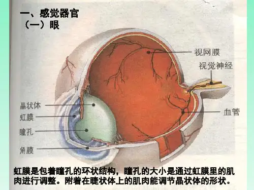 感受器和感觉器官
