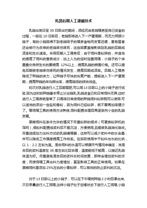 乳鸽后期人工灌喂技术