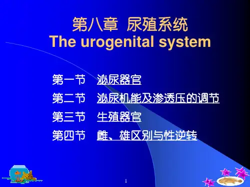 鱼类学-尿殖系统PPT教学课件