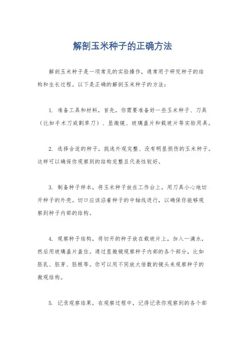 解剖玉米种子的正确方法