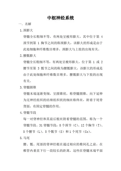 中枢神经系统