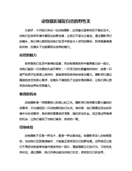 动物摄影捕捉自然的野性美