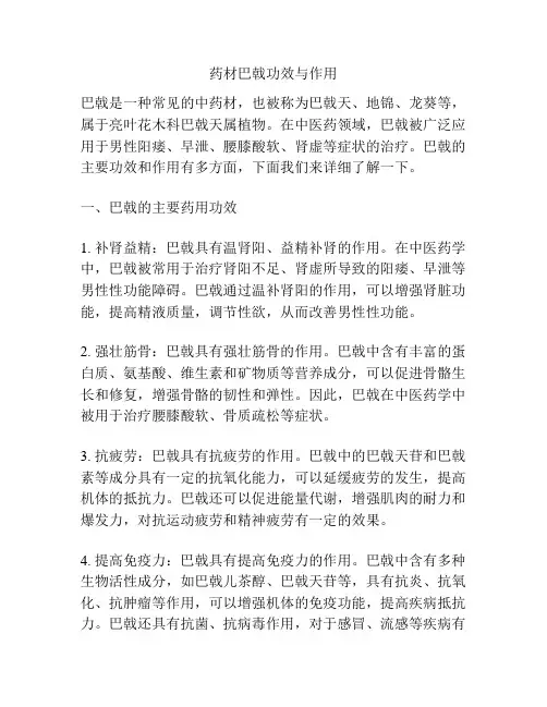 药材巴戟功效与作用