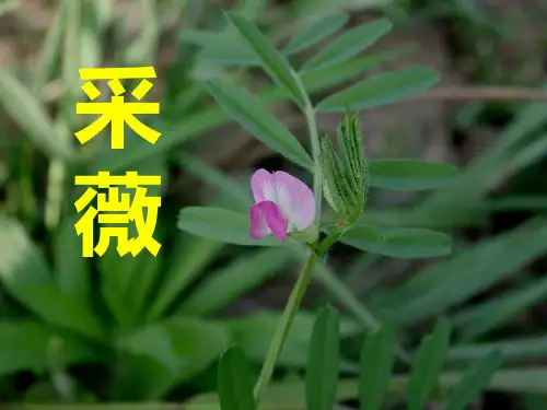 高一语文上学期 必修二 《采薇》课件